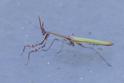 Empusa fasciata.jpg